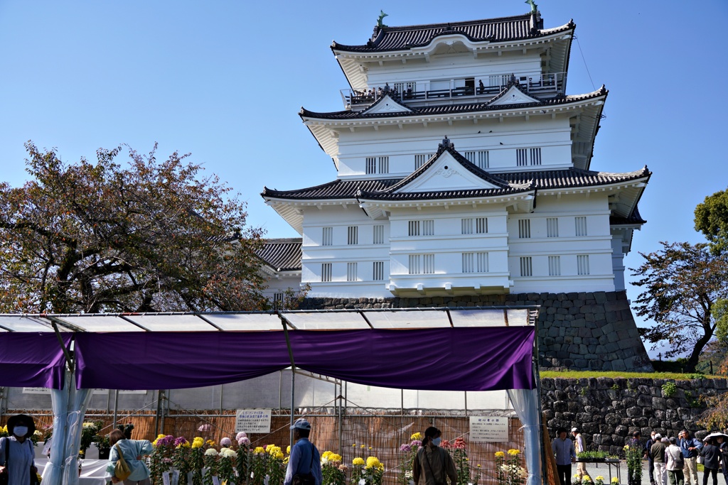 菊花展始まる