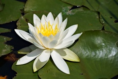 スイレンの花①