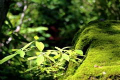 苔むす岩