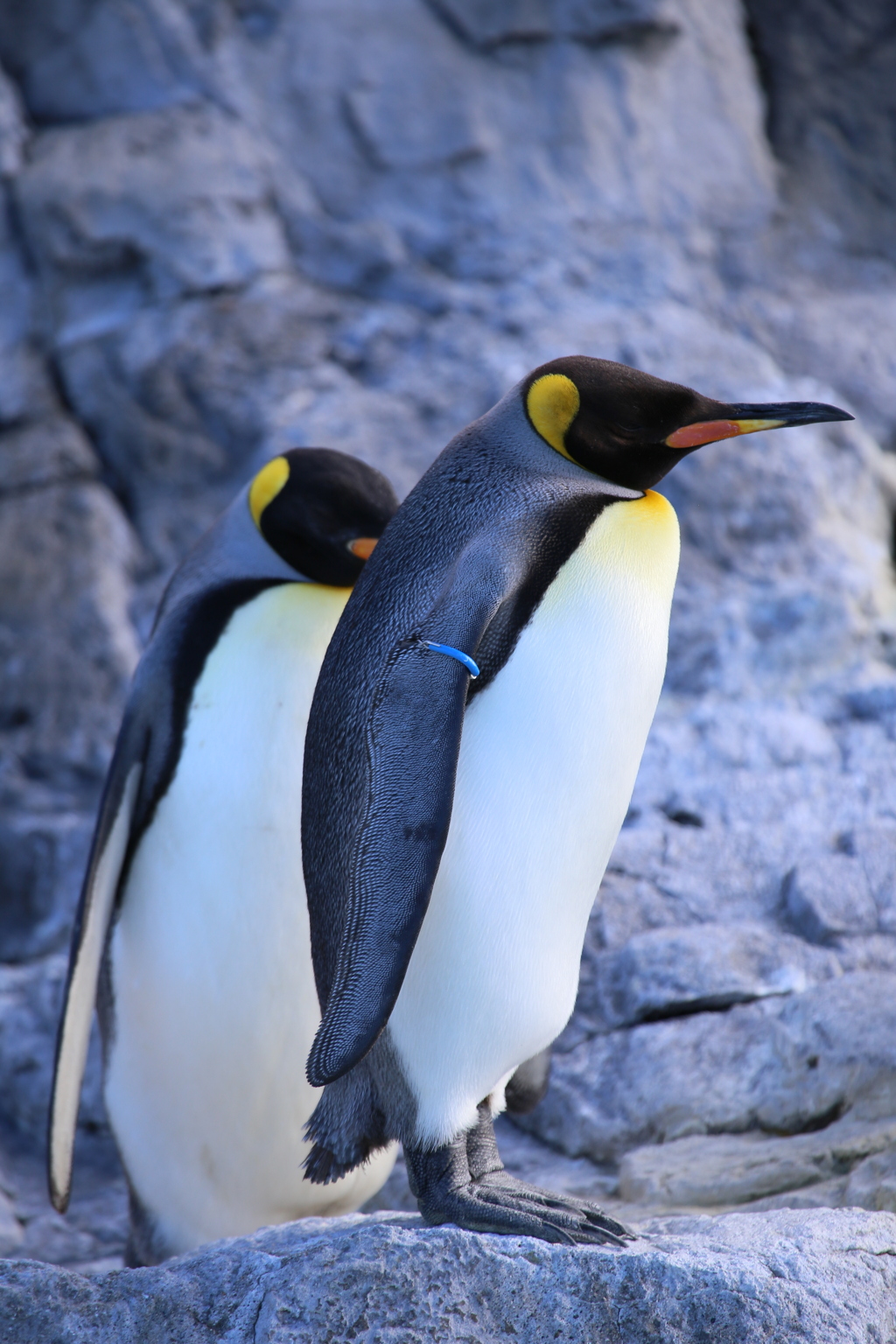 オウサマペンギン