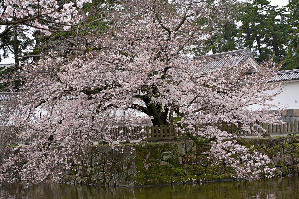 お堀の桜