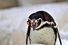 ガードペンギン