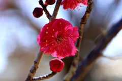 進撃の梅：鹿児島紅