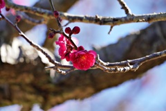 早咲の梅：鹿児島紅
