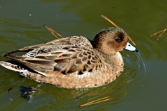 城のお堀の水鳥達：ヒドリガモ♀