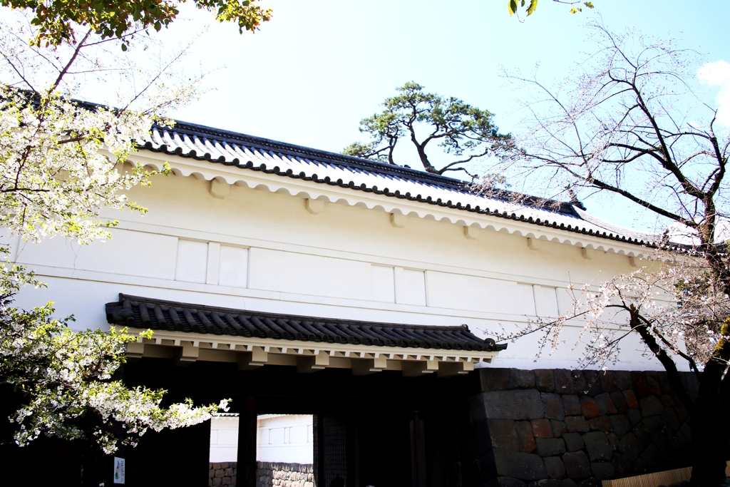 忍の様に桜は、一瞬に城内に侵入する！