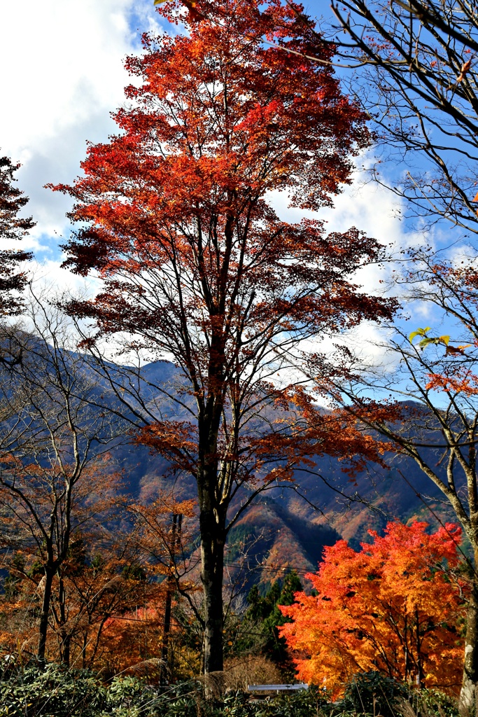 紅蓮樹
