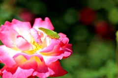 クツワムシと薔薇