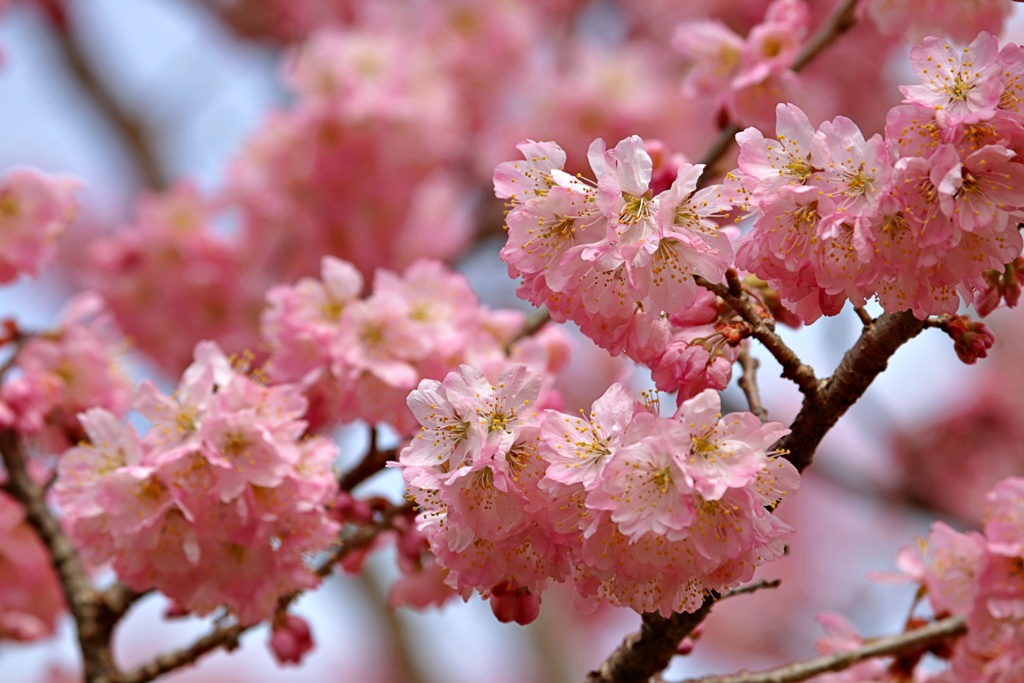 突然の暖かさにビックリ咲き：ハルメキ(足柄桜）