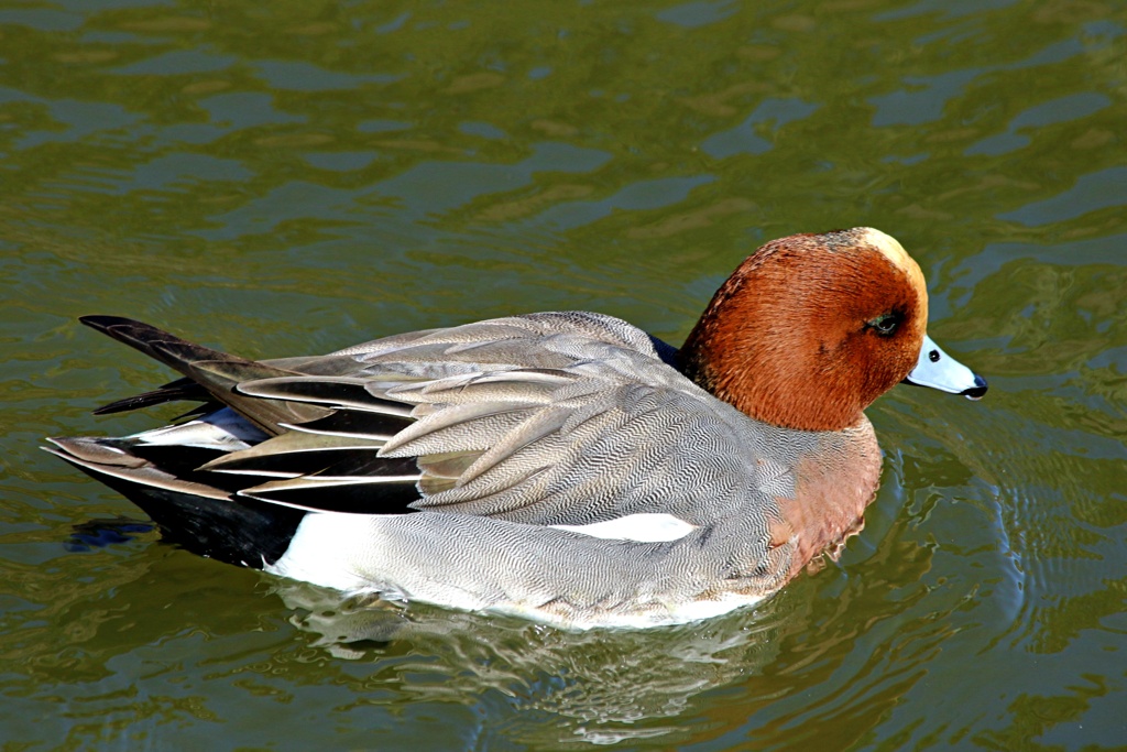 城のお堀の水鳥達：ヒドリガモ♂