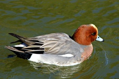 城のお堀の水鳥達：ヒドリガモ♂