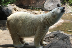 太陽にほえろ！シリーズ　白クマ刑事（デカ）