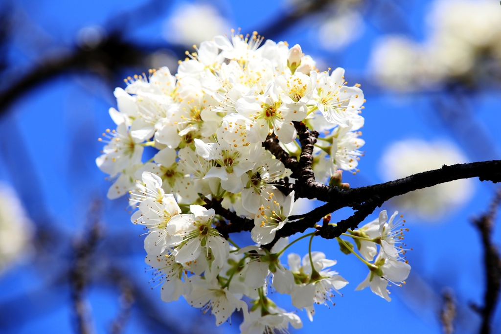 スモモの花
