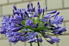 壁の花：アガパンサス