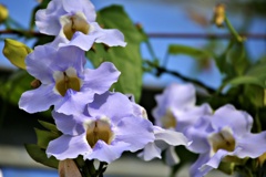 温室の花②