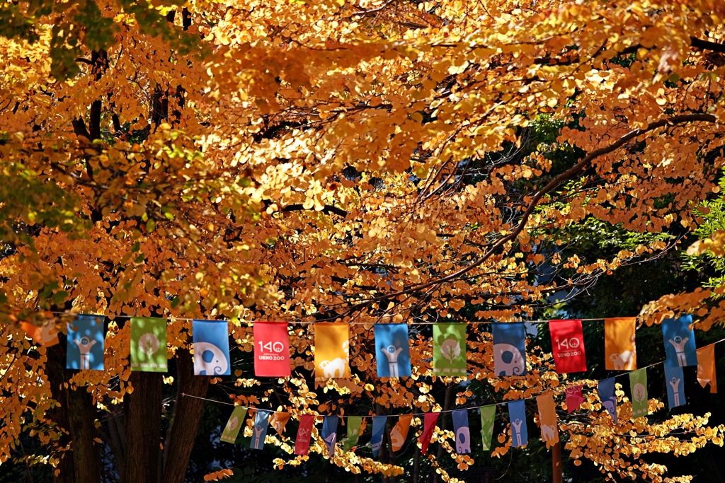 上野の秋➁