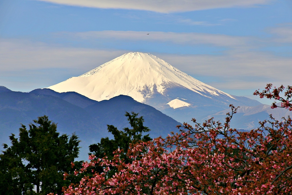 2020年「まつだ桜まつり」：富士山と桜