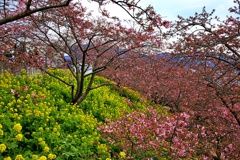 2020年「まつだ桜まつり」：桜と菜の花