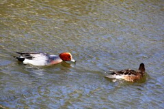 城址公園で見た鳥：ヒドリガモ