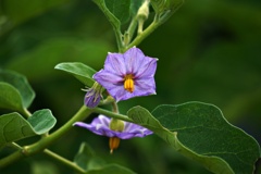 茄子の花