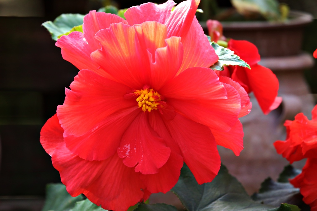 アンデス山地の花③