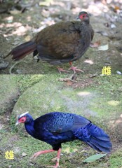 ベトナムキジ