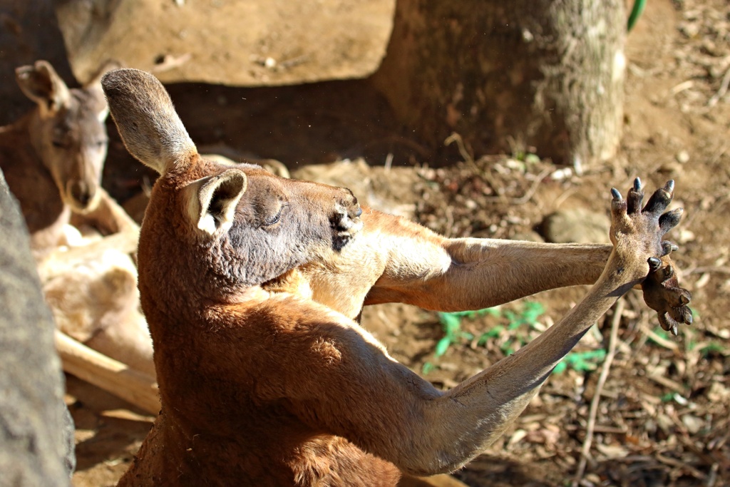 ダメだしするカンガルー