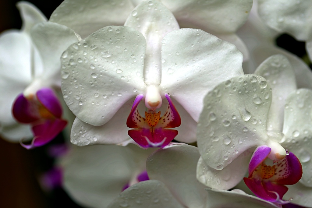魅惑の花①