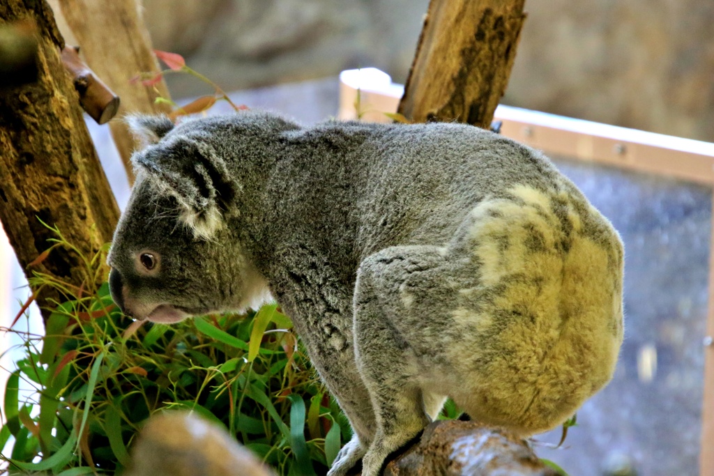 (･∀･)ｳ~ﾝ!!どうしようかな？