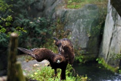 颯爽と参上