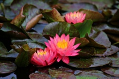 水温み池も華やぐ
