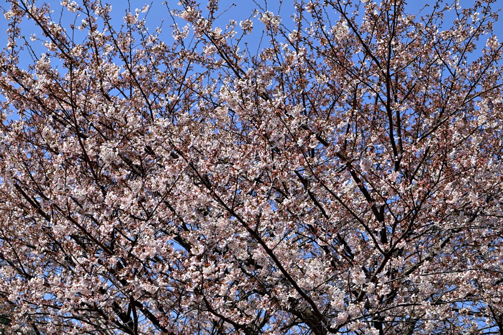 桜前線真っただ中②