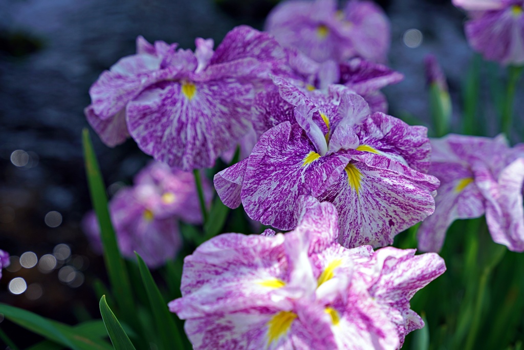 花菖蒲④