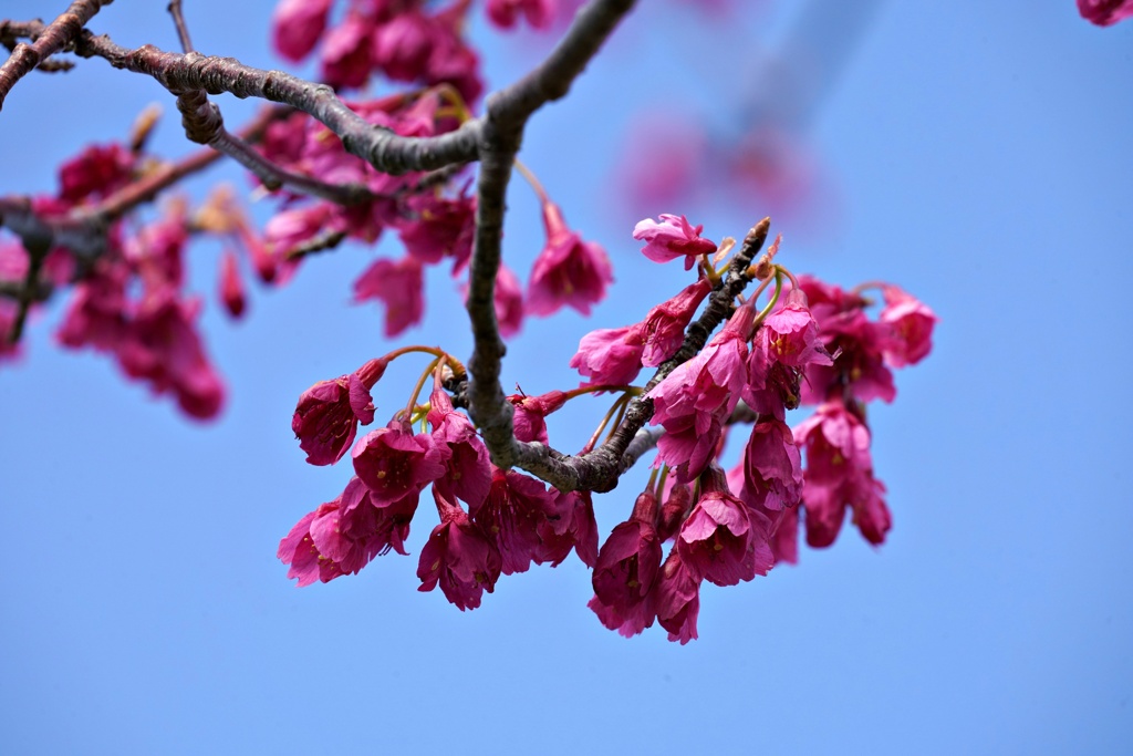 寒緋桜