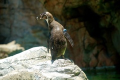 あなたなら、無鳥島に何を持って行きますか？