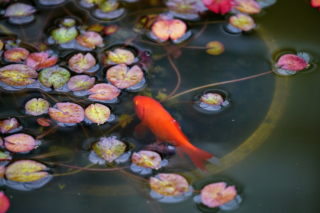 温室の金魚