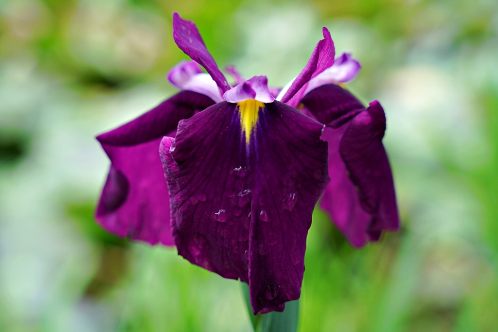花菖蒲⑥