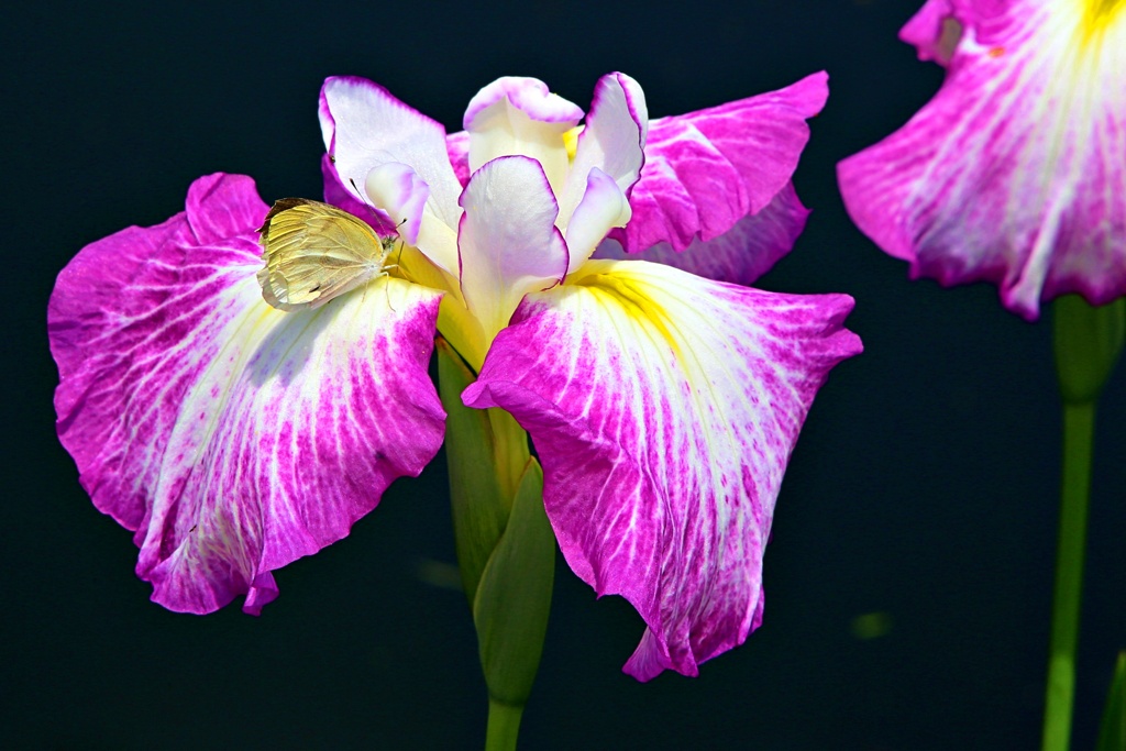 花菖蒲七変化ー１