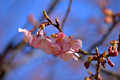 河津桜ボチボチ