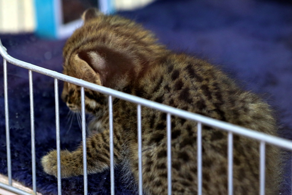 ツシマヤマネコの赤ちゃん誕生①