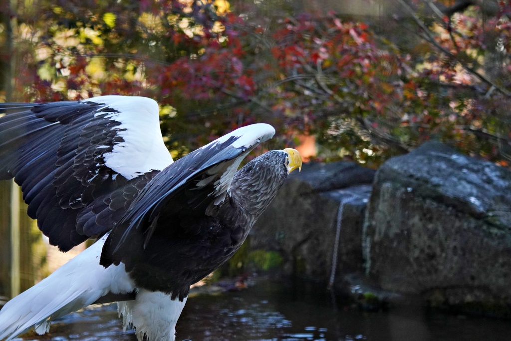 紅葉に高揚