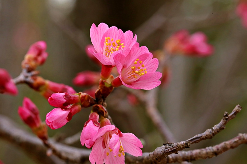 オカメ桜　咲き始める
