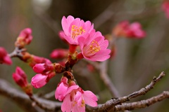 オカメ桜　咲き始める