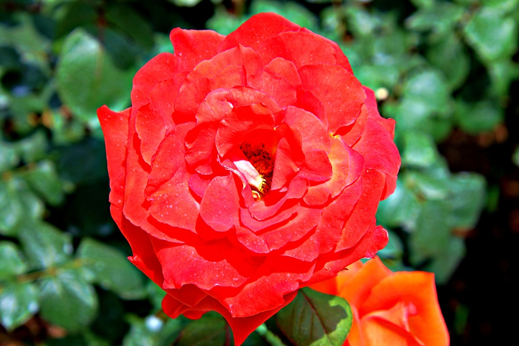 花かがり