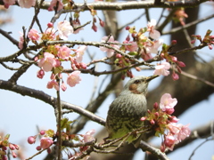 河津桜とヒヨドリ