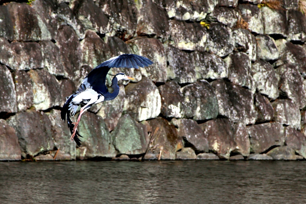 城のお堀の水鳥達：アオサギ②