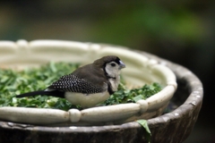 カノコスズメ