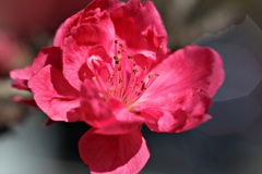 桃の花②