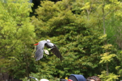 頭上を低空飛行