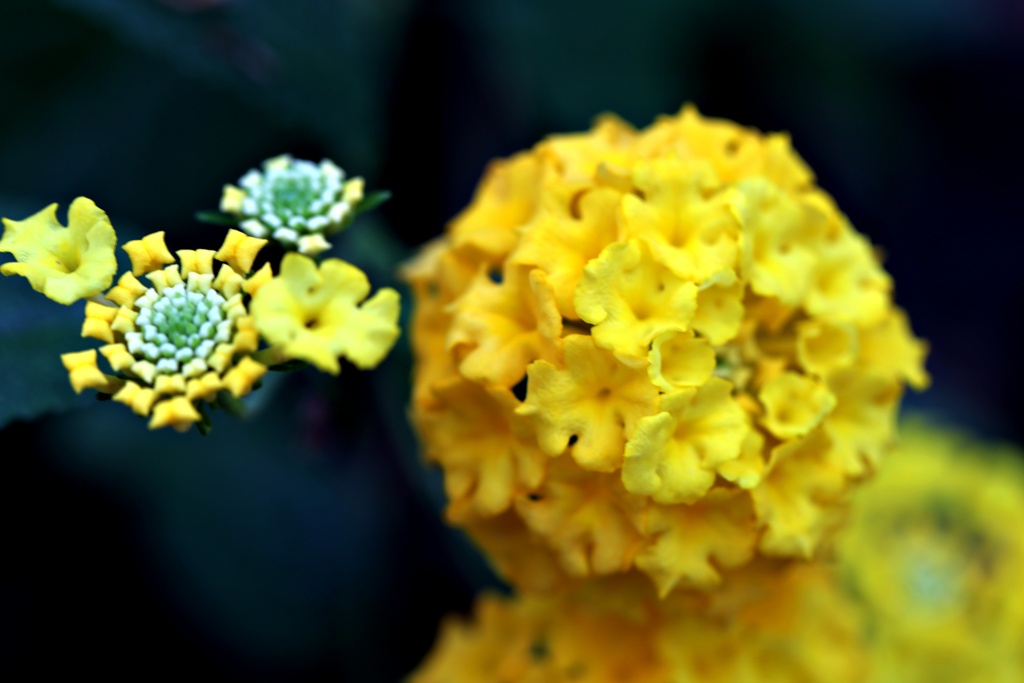 花かんざし